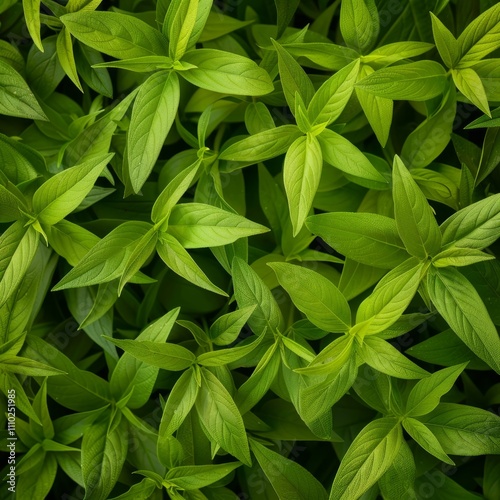 Many fresh lemon verbena leaves texture background, fragrant spices pattern, Aloysia citrodora