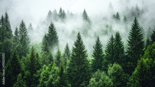 Aerial view of serene taiga forest enveloped in mist showcasing dense greenery and tall coniferous trees in a tranquil landscape