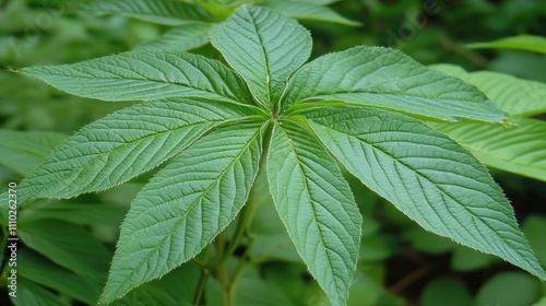 Detailed close-up of a horse chestnut leaf highlighting its unique texture and vibrant green color in a natural setting.