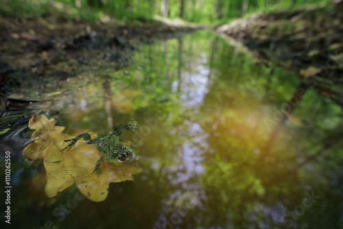 Fire-bellied toad (Bombina bombina) in its environment photo