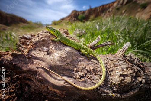 East Aegean Green Lizard (Lacerta diplochondrodes dobrogica) male in its environment photo