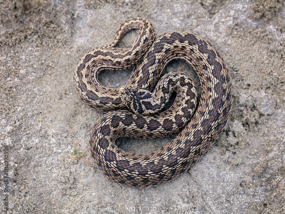 Moldavian steppe viper (Vipera ursinii moldavica) Moldavian steppe viper (Vipera ursinii moldavica)