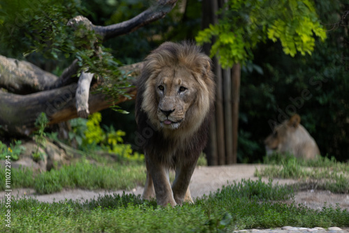 Fotografija A majestic male lion lying in grass, lit by golden morning light, roaring