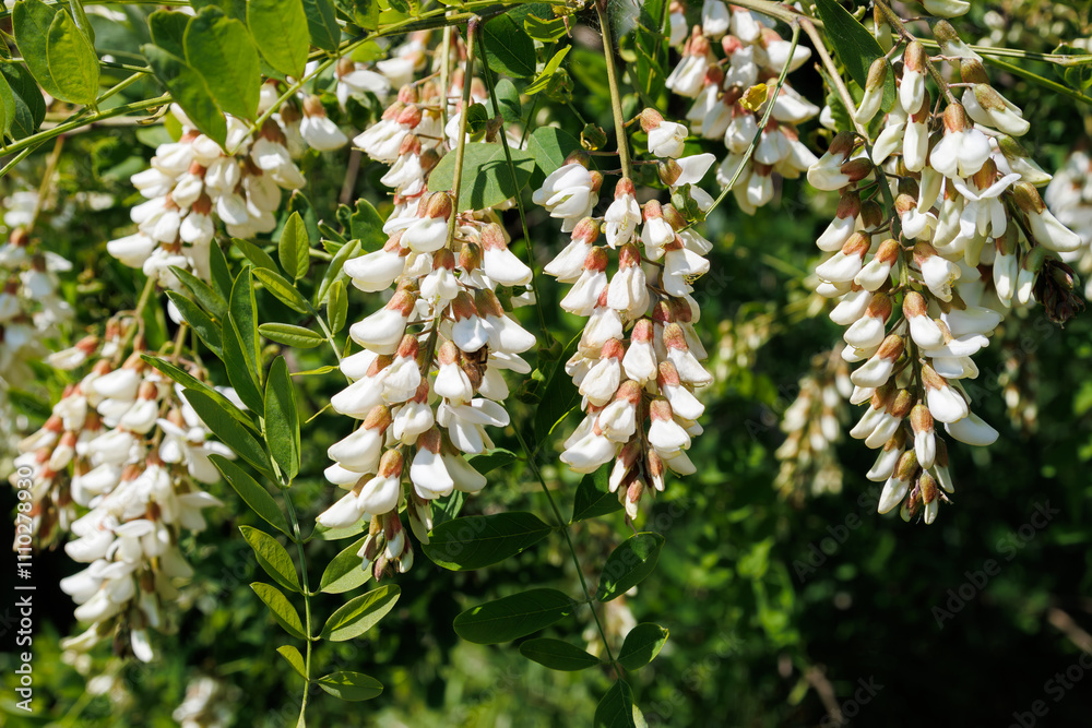 White acacia flowers hanging in clusters on a tree branch with a green leaf background. Natural floral scenes for design and print. White acacia flowers hanging in clusters on a tree branch with a green leaf background. Natural floral scenes for design and print.