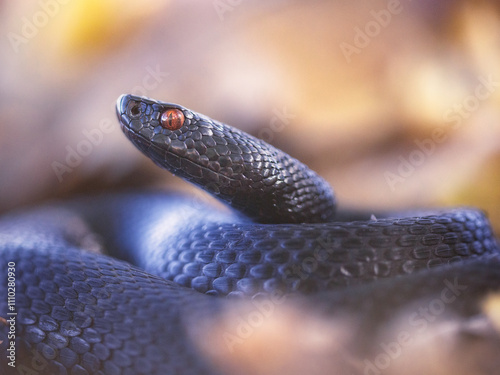 Nikolsky's viper (Vipera berus nikolskii) photo