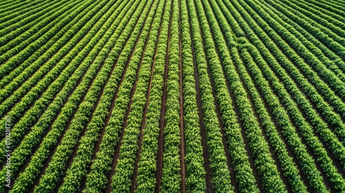 Aerial view of a lush green vegetable garden with neatly arranged rows showcasing healthy crops and vibrant foliage in full summer growth. photo
