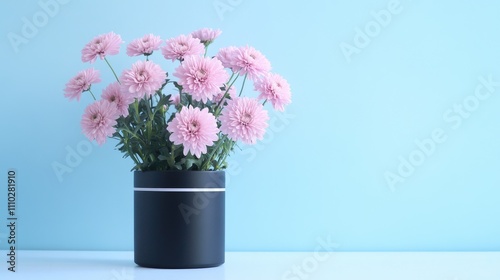 Elegant pink chrysanthemum flowers in a sleek black vase against a pastel blue background showcasing modern decor and Swedish Lagom aesthetics