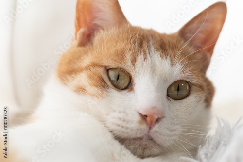 室内でのんびり暮らす可愛い猫　茶トラ白