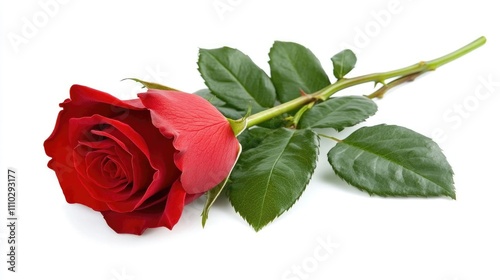 Close up of a single isolated fresh red rose with green leaves on a plain background showcasing natural beauty and elegance. photo