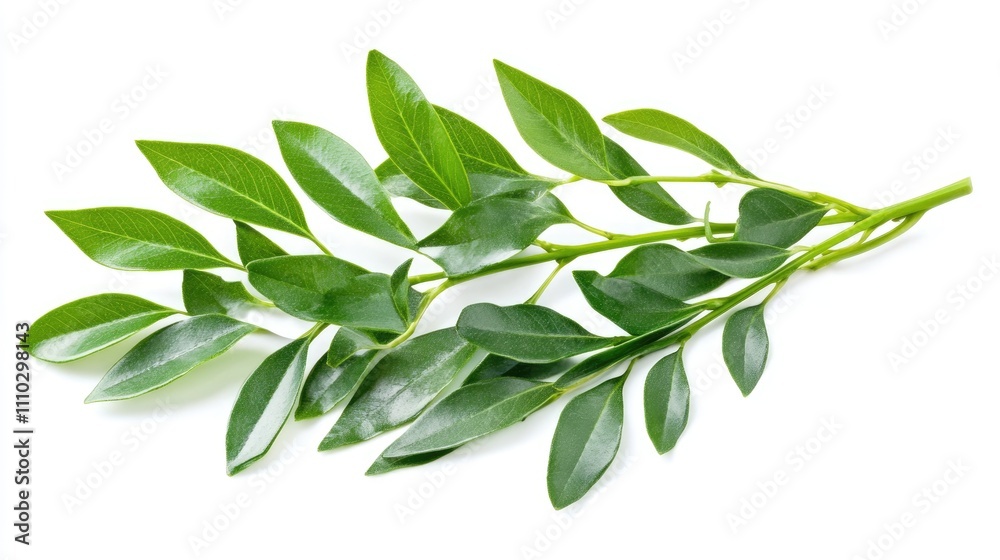Green Cedar Foliage with Vibrant Leaves Isolated on White Background Ideal for Medicinal Plant and Herbal Remedies Visuals Green Cedar Foliage with Vibrant Leaves Isolated on White Background Ideal for Medicinal Plant and Herbal Remedies Visuals