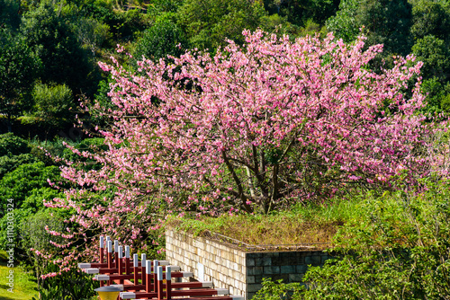 Silk floss trees bloom brilliantly in the garden.


 photo