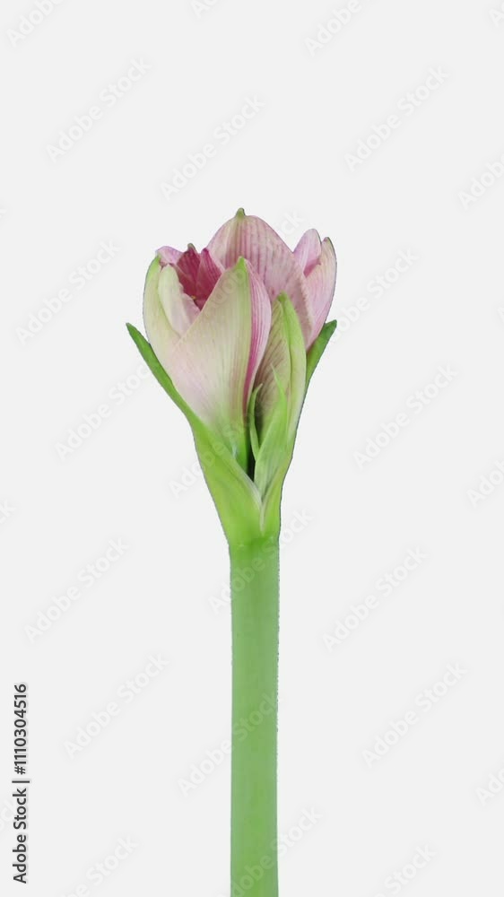 Time lapse of opening Blushing Bride amaryllis Christmas flower, vertical orientation Time lapse of opening Blushing Bride amaryllis Christmas flower, vertical orientation