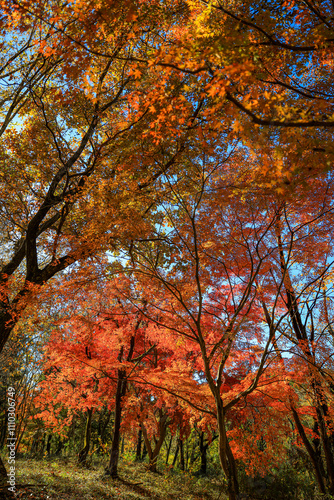 紅葉