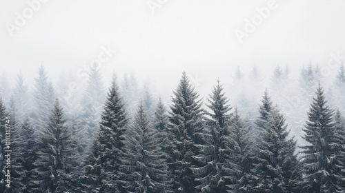 Snow-covered evergreen forest under misty winter sky in a serene landscape