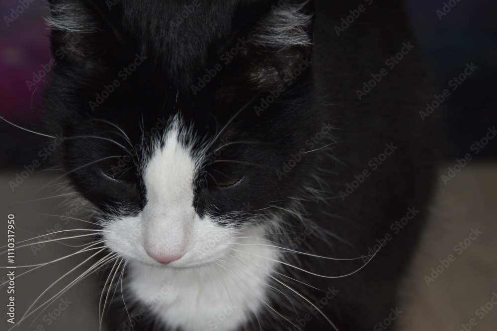 Fototapeta premium To czarno-biały, uroczy kot domowy.