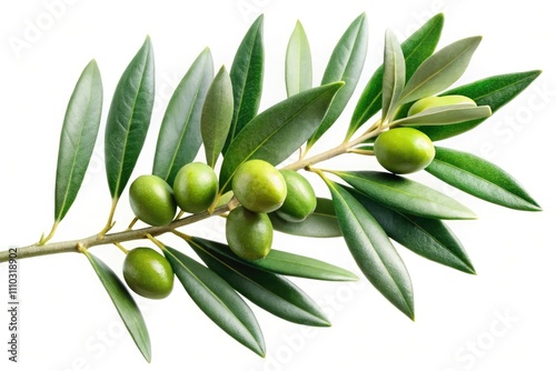 Wallpaper Mural Olive Branch Isolated, White Background, Olive Tree Leaves, Branch Photography, Nature Stock Photo, Green Olive Leaves, Mediterranean Plant, Olive Branch Clipart, Botanical Image,  Torontodigital.ca