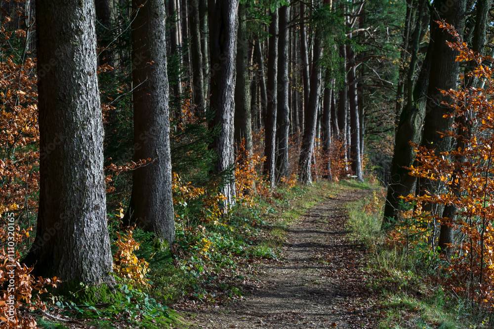 Obraz premium Bavarian Autumn Season Forest Hiking Trail 