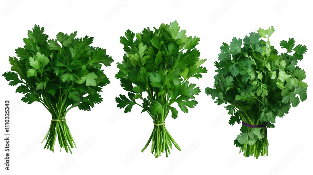 Fototapeta premium Three bunches of parsley are shown in different sizes Transparent Background