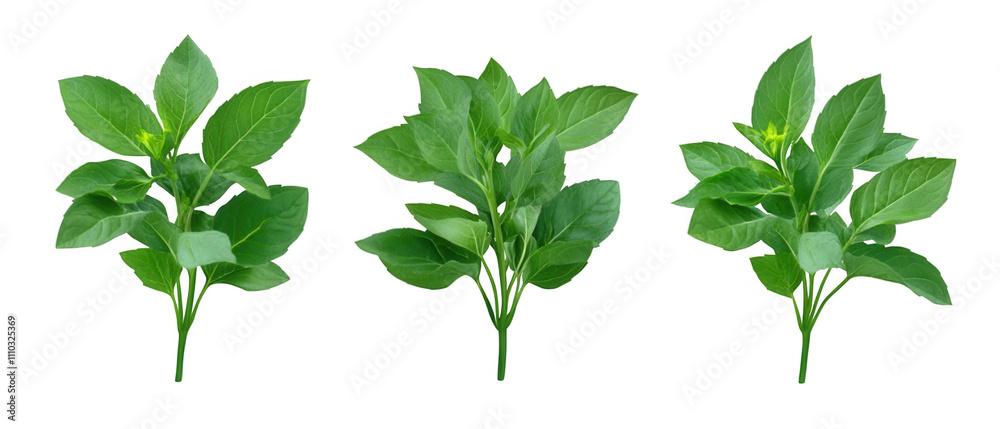 Three green plants are shown in a row Transparent Background