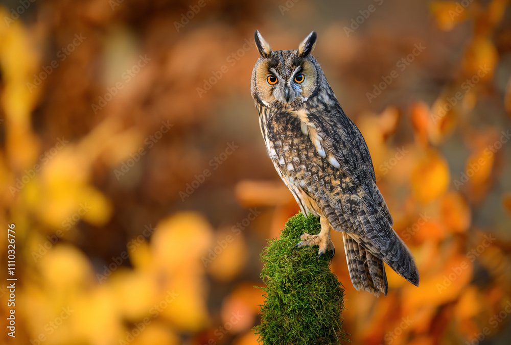 Long eared owl ( Asio otus ) close up