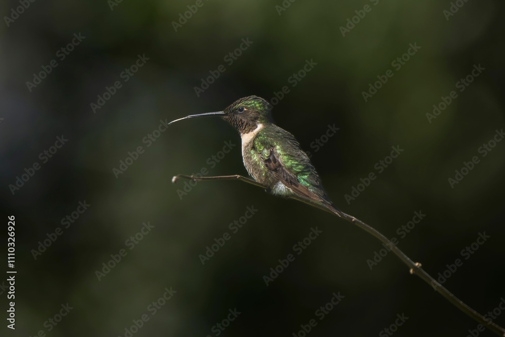 Fototapeta premium Hummingbird perched on a branch.