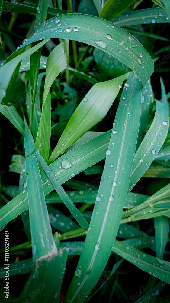 Obraz premium weeds with waterdrops