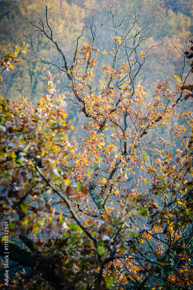 FORÊT D'AUTOMNE