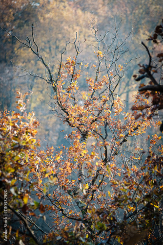 FORÊT D'AUTOMNE