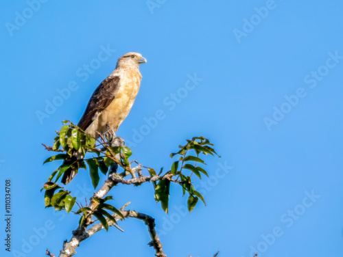 A sitting yellow-headed caracara (Milvago chimachima, tribe: Polyborini) on the Rio Badajos. photo