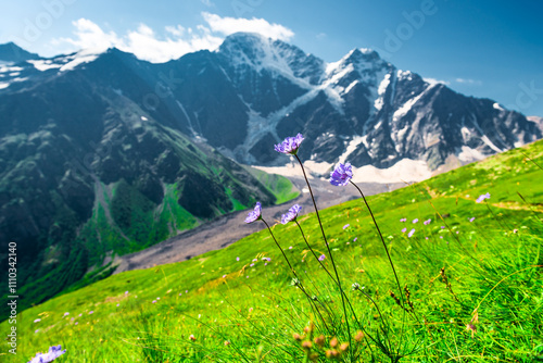 Purple edelweiss flowers high in the mountains against the backdrop of the glacier seven close-up