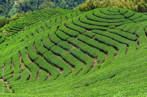 Beautiful tea plantation landscape on the mountaintop of Nantou, Taiwan.