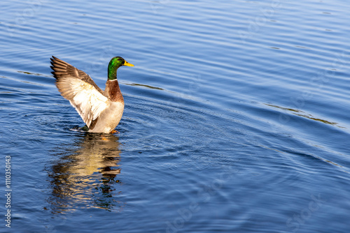 A mallard duck stretching its wings on a calm lake, reflecting in the rippling water under natural sunlight, showcasing wildlife in its serene habitat