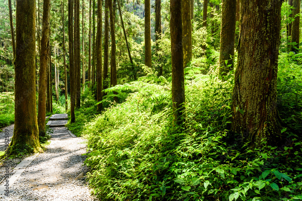 Fototapeta premium View of the Stone stair footpath through the forest in Sun-Link-Sea Forest Recreation Area in Nantou, Taiwan.