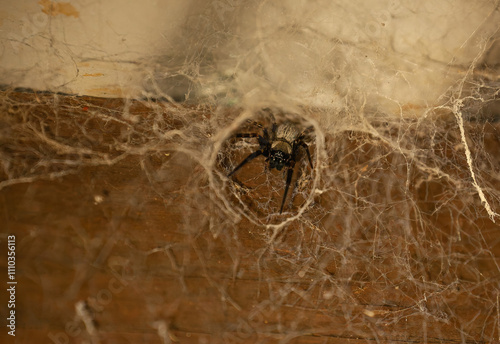 Australian funnel-web spider