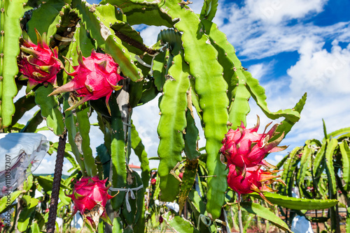 Close-up of ripe pitaya growing on the pitahaya tree in Taiwan.