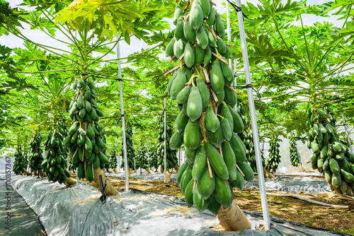 Close-up of ripe papayas are soon to be harvested on farmland in Taiwan.