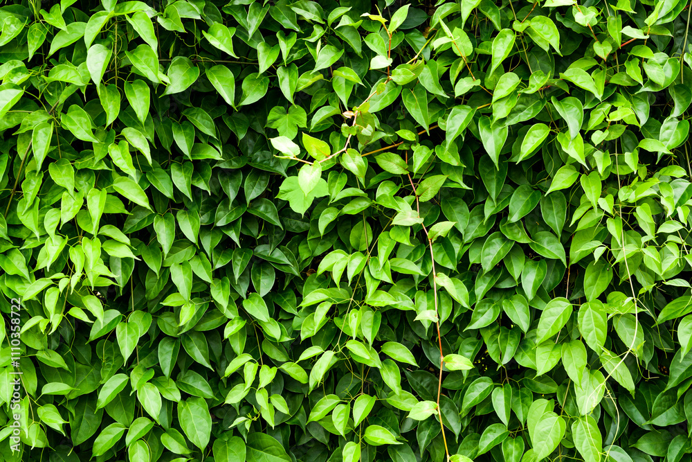 Obraz premium The texture of green leaves wall as the background.