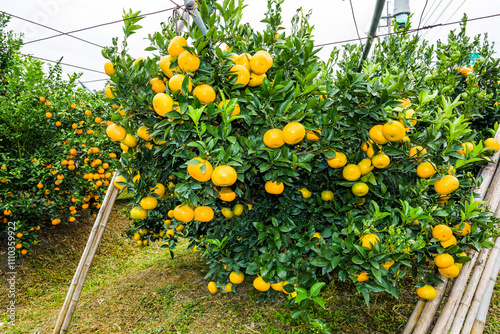 Many mandarin oranges are growing in the orchard of Taichung, Taiwan.