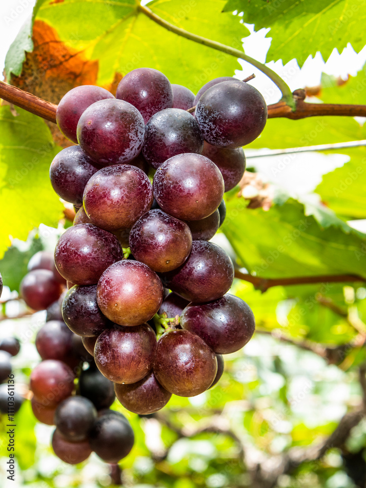 Φωτογραφία Close-up of ripe grapes in the vineyard of Miaoli, Taiwan.