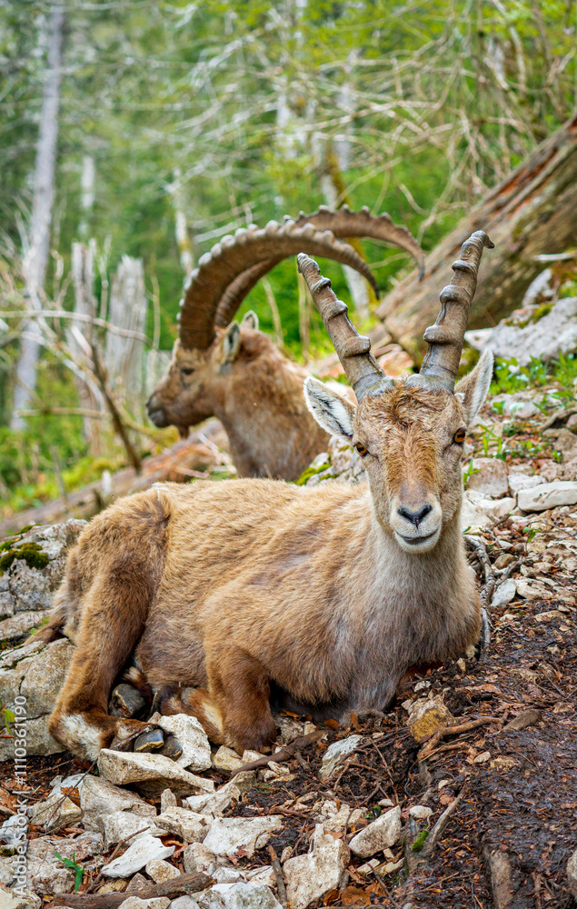 Alpine Ibex Family Relaxing in Swiss Jura Forest Near Creux du Van Alpine Ibex Family Relaxing in Swiss Jura Forest Near Creux du Van