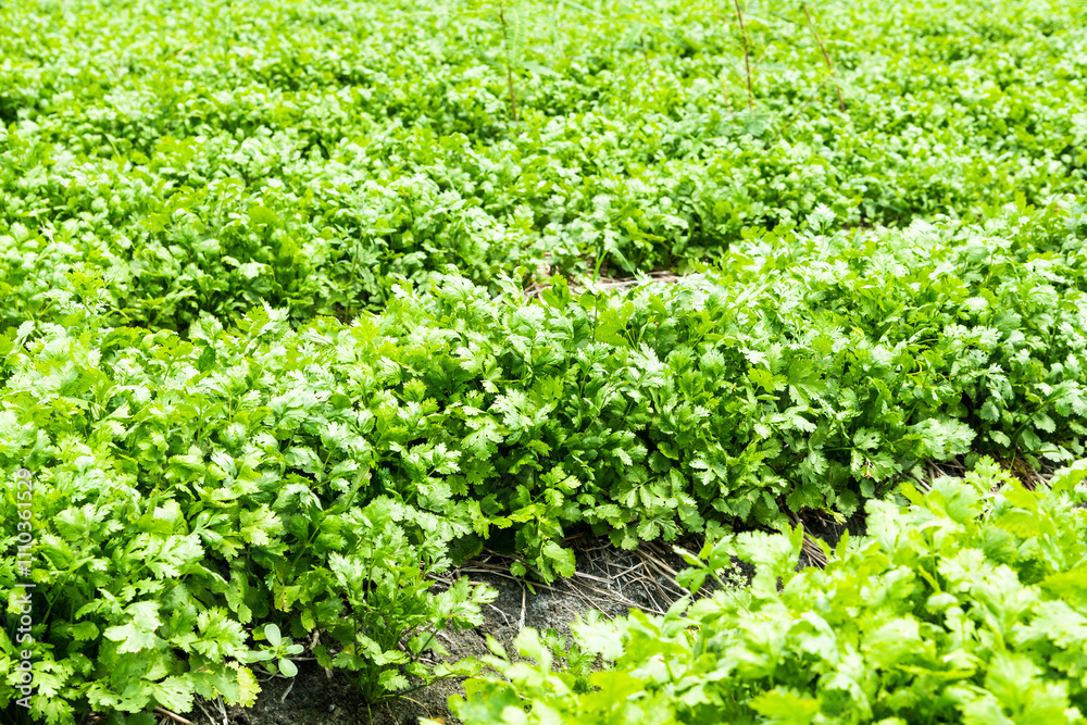 Close-up of green curly Cilantro, Kitchen herb garden with fresh Cilantro plant. Close-up of green curly Cilantro, Kitchen herb garden with fresh Cilantro plant.