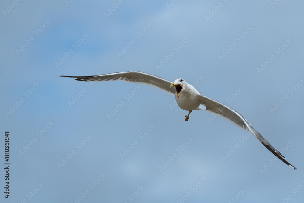 Graceful seagull gliding mid-air against vivid blue sky Graceful seagull gliding mid-air against vivid blue sky