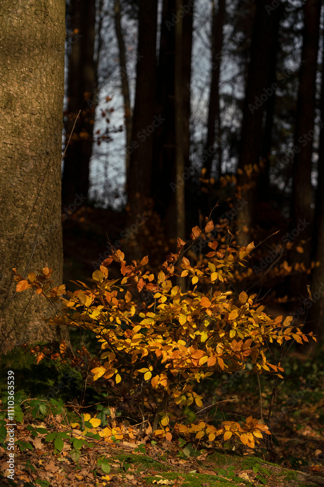 Autumn nature leaf colors with bokeh background Autumn nature leaf colors with bokeh background