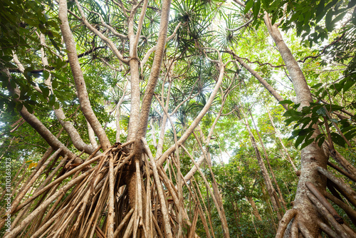 Giant pandanus tree in Daintree National Park, Queensland, Australia.