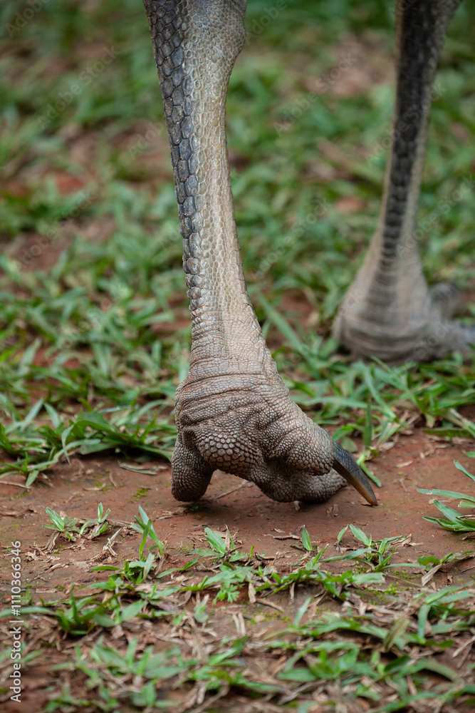 Claws of a Young Southern cassowary Claws of a Young Southern cassowary