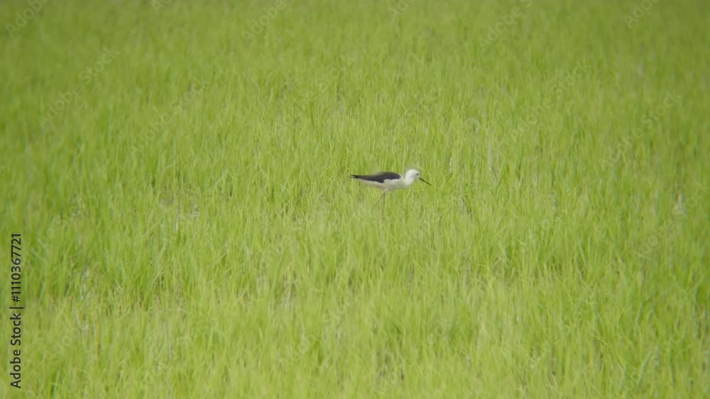 Black-winged stilt seeking food in wetland grass surface near Pathum Thani Rice Research Center. natural color, soft light Black-winged stilt seeking food in wetland grass surface near Pathum Thani Rice Research Center. natural color, soft light