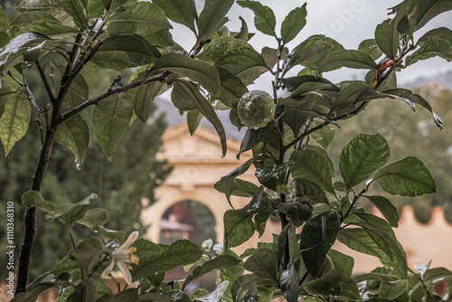 Glimpses of Villa dei Vescovi building and garden in Torreglia near Padova, Italy photo