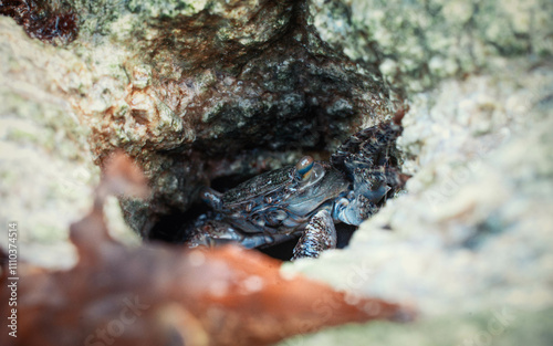 close up of a crab photo