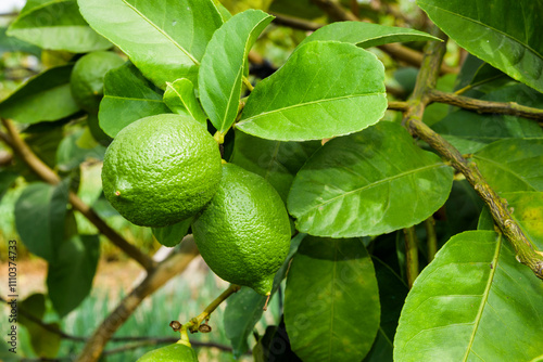 Close-up of green lemon fruits on a lemon tree in Taiwan.
