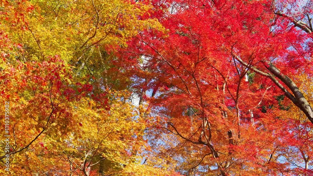 Beautiful red maple leaves, Japanese autumn scenery Beautiful red maple leaves, Japanese autumn scenery